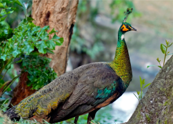 peafowl 55 list